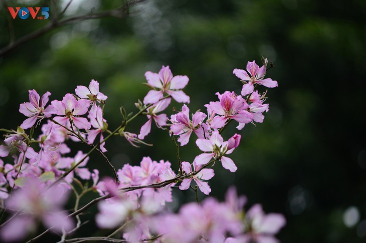 Ban flowers in full bloom in Hanoi - ảnh 2