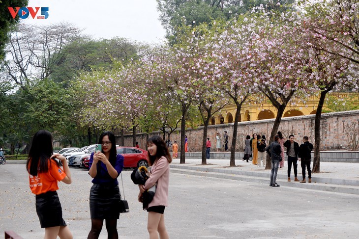 Ban flowers in full bloom in Hanoi - ảnh 3