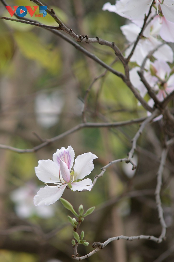 Ban flowers in full bloom in Hanoi - ảnh 5