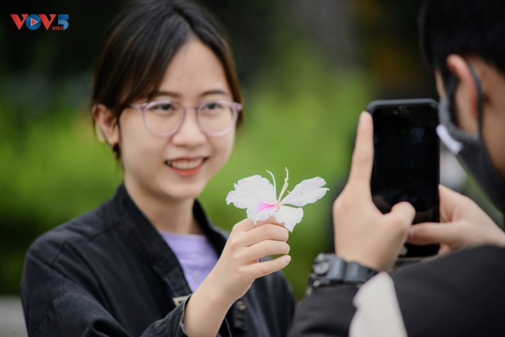 Ban flowers in full bloom in Hanoi - ảnh 6