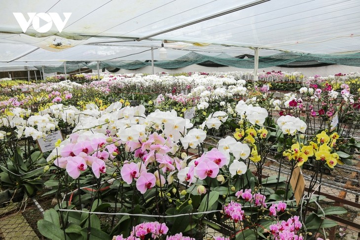 Pricy orchid flowers in blossom for Tet market - ảnh 1