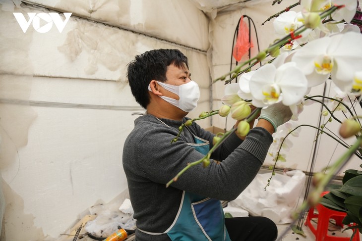 Pricy orchid flowers in blossom for Tet market - ảnh 2