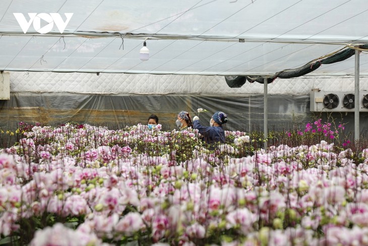 Pricy orchid flowers in blossom for Tet market - ảnh 5