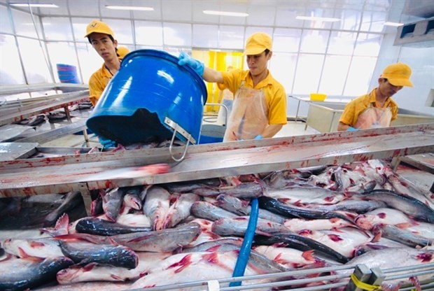 Pangasius exports to US enjoy record prices - ảnh 1