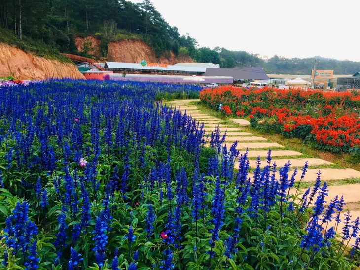  Da Lat city's attractive tourist destinations  - ảnh 3