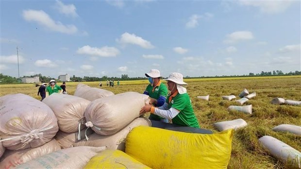 Vietnam’s rice exports to surpass annual target - ảnh 1