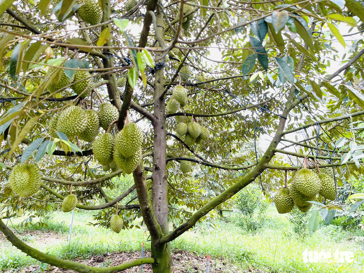 Vietnamese durians continue to be exported to China  - ảnh 1