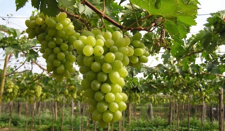 Indian travel firms to explore tourist destinations in Ninh Thuan - ảnh 1