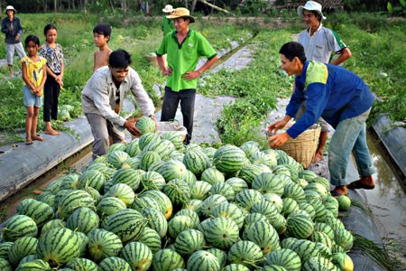 ปรับปรุงโครงสร้างพัฒนาการเกษตรควบคู่กับการสร้างสรรค์ชนบทใหม่ในเขตที่ราบลุ่มแม่น้ำโขง - ảnh 1