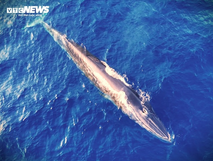 Two-tonne blue whale spotted off Mui Ganh-Hoai Hai beach - ảnh 1