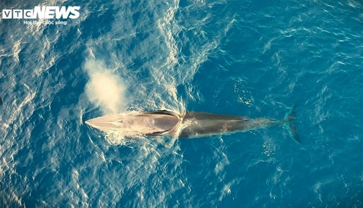 Two-tonne blue whale spotted off Mui Ganh-Hoai Hai beach - ảnh 3