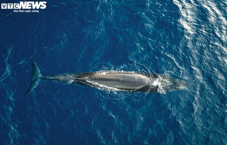 Two-tonne blue whale spotted off Mui Ganh-Hoai Hai beach - ảnh 4