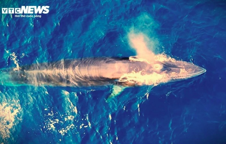 Two-tonne blue whale spotted off Mui Ganh-Hoai Hai beach - ảnh 5