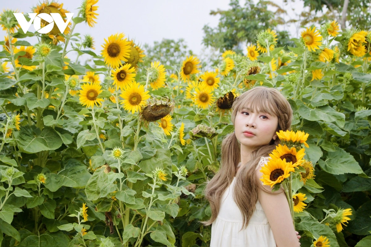 Young people flock to sunflower fields by Saigon River for stunning photos - ảnh 1