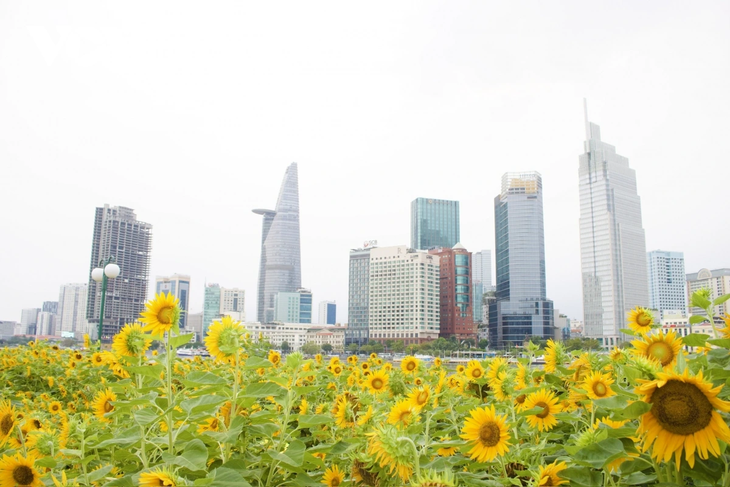 Young people flock to sunflower fields by Saigon River for stunning photos - ảnh 10