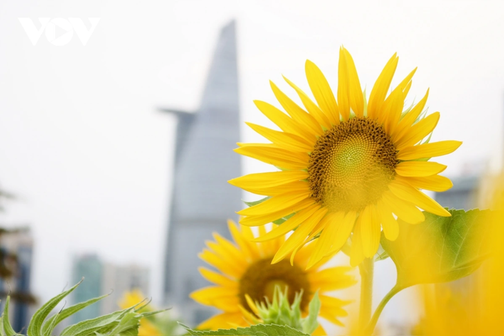 Young people flock to sunflower fields by Saigon River for stunning photos - ảnh 8