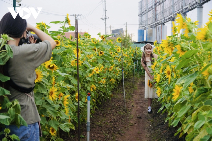 Young people flock to sunflower fields by Saigon River for stunning photos - ảnh 4