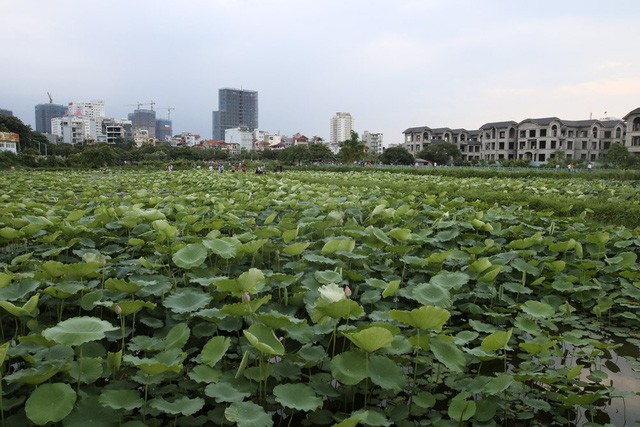 Trà ướp hương Sen Tây Hồ: Phong vị thanh tao đất Hà Thành - ảnh 1