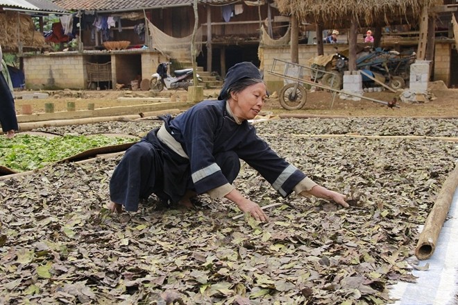 Nghề làm hương truyền thống của người Nùng An ở Cao Bằng - ảnh 2