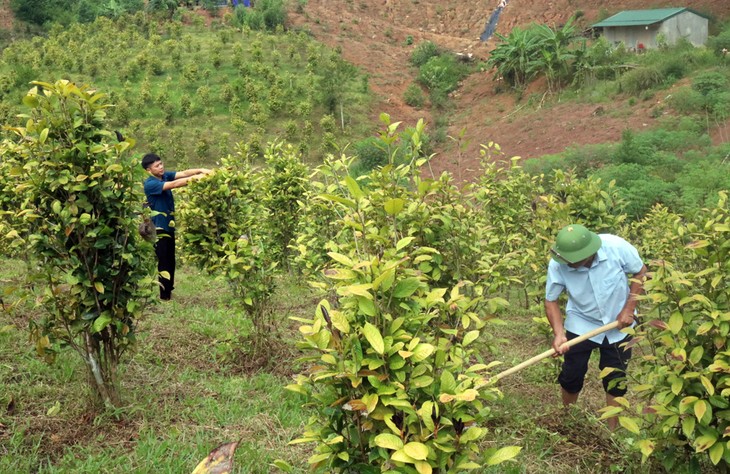 Trà Hoa Vàng - nguồn lợi của đồng bào Ba Chẽ (Quảng Ninh) - ảnh 2