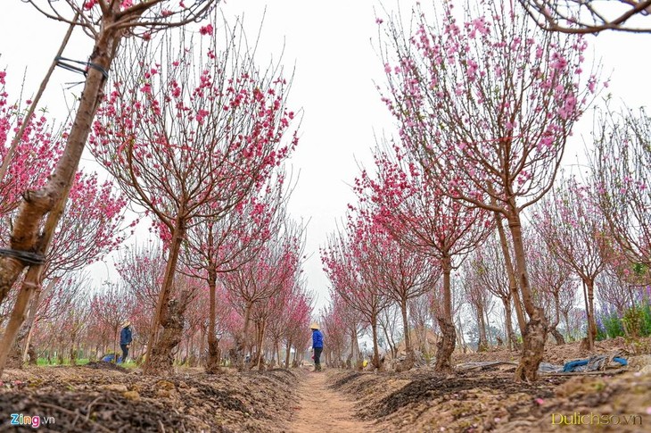 Những làng hoa ngày giáp Tết - ảnh 2