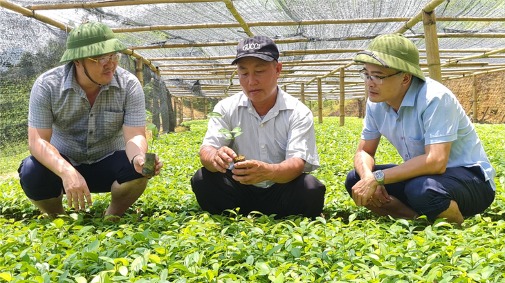 Trồng “cây vàng”, Giàng A Sáu trở thành tỷ phú - ảnh 1