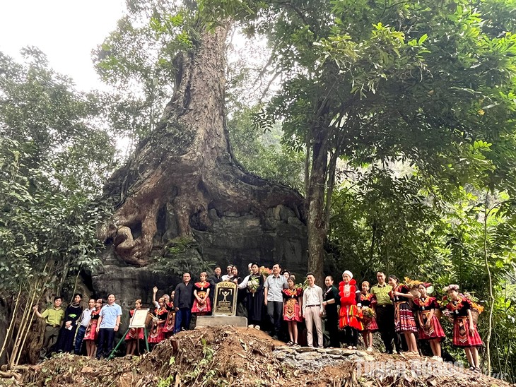 Cây di sản Việt Nam: Chứng nhân của lịch sử, là cầu nối giữa hiện tại và quá khứ - ảnh 1