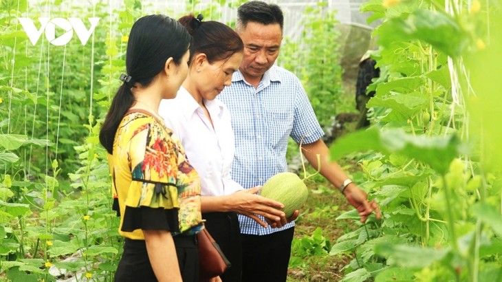 Thành công đưa nông nghiệp công nghệ cao vào vùng đất trũng, phèn - ảnh 1