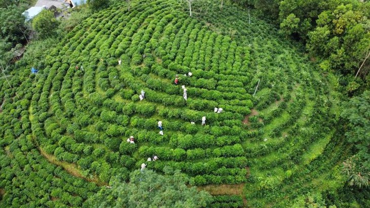 Chè hữu cơ - sản phẩm làm nên thương hiệu vùng Khe Cốc, Thái Nguyên - ảnh 1