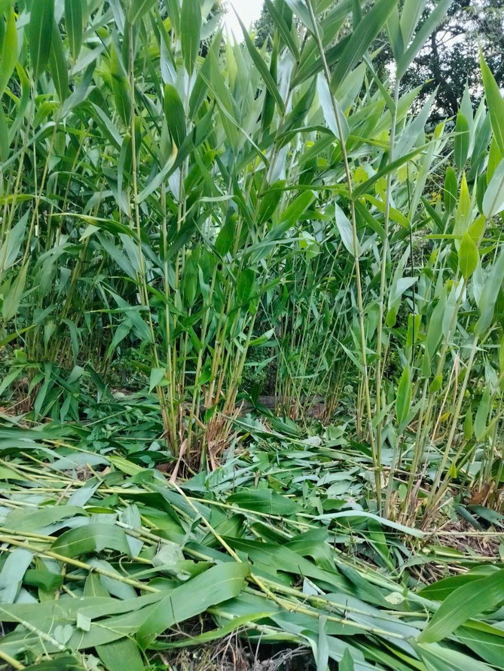 Bánh gio mật mía - hương vị ngọt lành thanh mát của vùng đất Bắc Kạn (Thái Nguyên) - ảnh 4