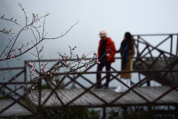 Đào rừng xuống núi mang theo sắc xuân rực rỡ nơi vùng cao Tây Bắc - ảnh 8