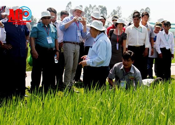 ຜະລິດເຂົ້າສານຕາມມາດຕະຖານສາກົນເພື່ອຍົກສູງກຳລັງແກ່ງແຍ້ງ - ảnh 1