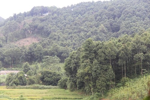 安沛省香桂种植区的温饱生活 - ảnh 1