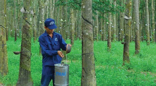 奠边省靠种植橡胶减贫 - ảnh 2