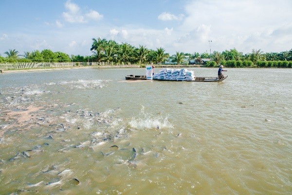 វៀតណាមខំប្រឹងប្រែងដល់ឆ្នាំ២០២០តម្លៃនាំចេញជលផលទទួលបាន៨ដល់៩ពាន់លានដុល្លារអាមេរិក - ảnh 1