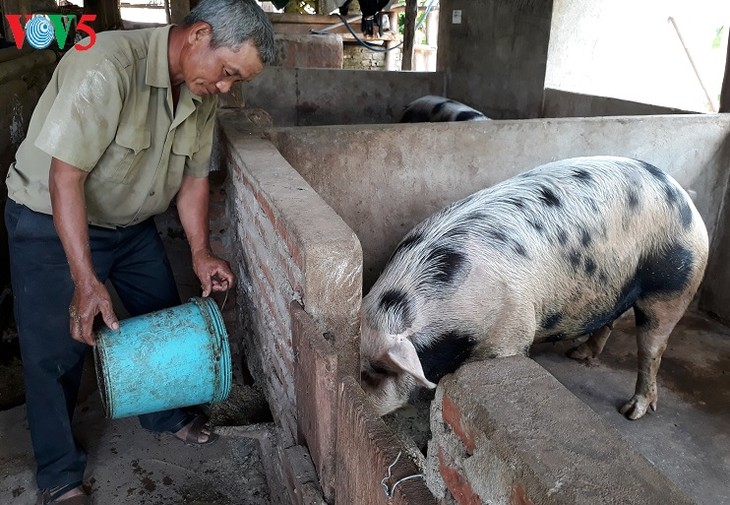 កសិករវ័យចំណាស់ជនជាតិ Khơ Mú ម្នាក់ធើ្វមានពីការចិញ្ចឹមសត្វ - ảnh 2