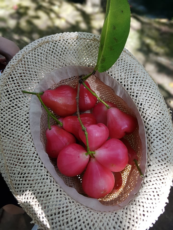 មកដល់តំបន់ប៉ែកខាងលិចភូមិភាគខាងត្បូងវៀតណាមទៅទេសចរណ៍ចម្ការ - ảnh 3