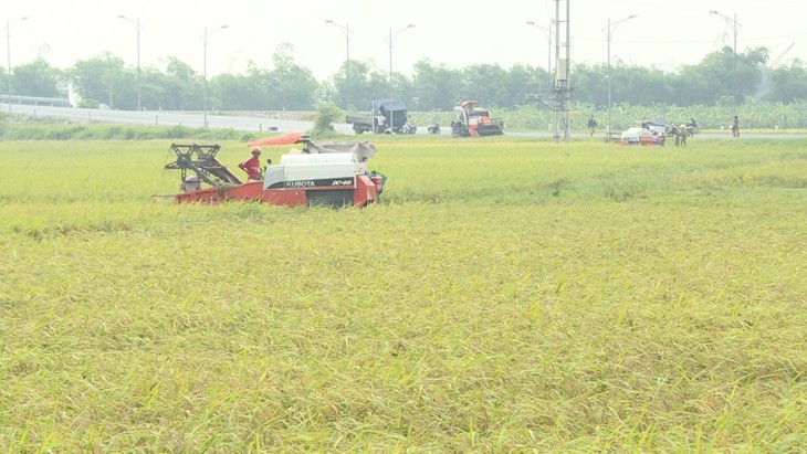 ខេត្ត Thai Binh អភិវឌ្ឍន៍សេដ្ឋកិច្ចកសិកម្ម - ảnh 1