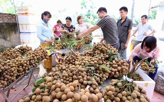 សហគ្រាសវៀតណាមវិនិយោគយ៉ាងខ្លាំងទៅក្នុងទីផ្សារអូស្ត្រាលី - ảnh 1