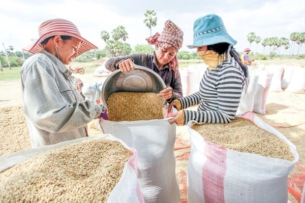 កម្ពុជានាំចេញស្រូវជិត ១ លានតោនមកកាន់ វៀតណាមតាំងពីដើមឆ្នាំ - ảnh 1