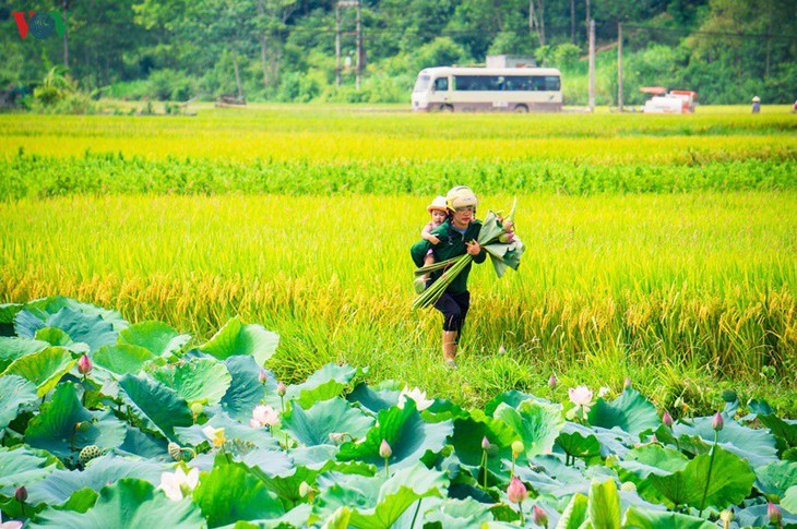  ទេសភាពដ៏ស្រស់បំព្រងរបស់ វាលស្រែ Bac Son  - ảnh 17