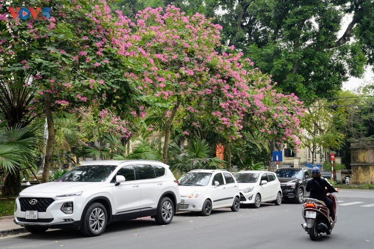 ផ្កាជើងគោភាគពាយ័ព្យរីកស្គុះស្គាយនៅទីក្រុងហាណូយ - ảnh 9