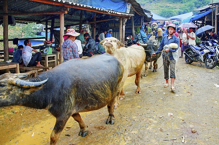 Can Cau - ប្រជុំផ្សារក្របីធំបំផុតនៅភាគពាយព្យ - ảnh 1