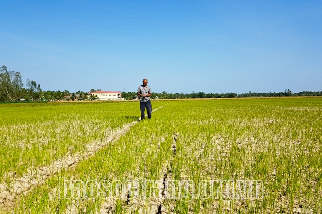 ខេត្ត Soc Trang ទប់ទល់នឹងស្ថានភាពជ្រាបចូលទឹកប្រៃដើម្បីការពារស្រូវរដូវសម្រាក - ảnh 1