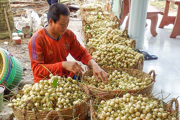 តំបន់ដីសណ្តរទន្លេ Cuu Long ជំរុញខ្លាំងការកសាងពាណិជ្ជសញ្ញា OCOP  - ảnh 2