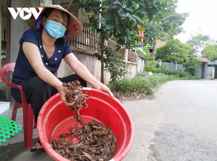 ស្ដារព្រៃលិចទឹកប្រៃនៅ Dong Rui ខេត្ត Quang Ninh - ảnh 2