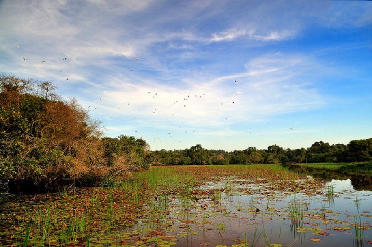 ភាពស្រស់ស្អាតនៃព្រៃស្មាច់ Tra Su នៅខេត្ត An Giang  - ảnh 10