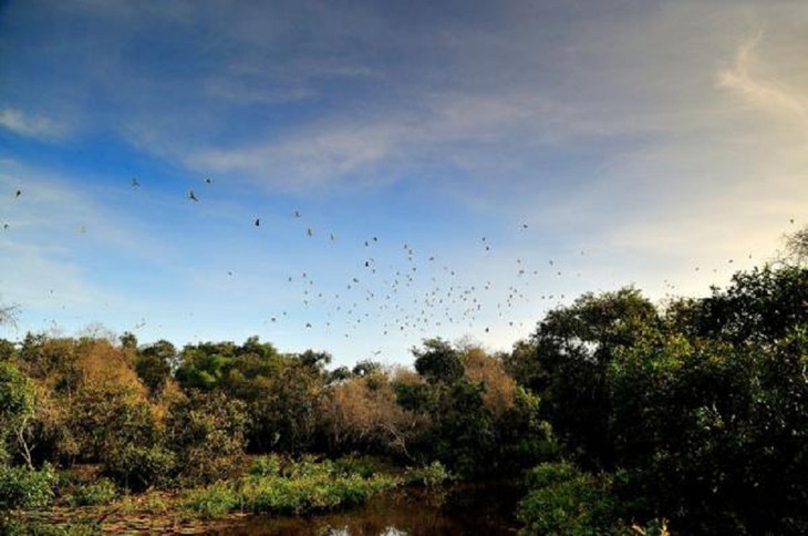 ភាពស្រស់ស្អាតនៃព្រៃស្មាច់ Tra Su នៅខេត្ត An Giang  - ảnh 11