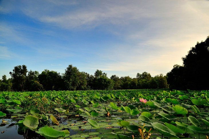 ភាពស្រស់ស្អាតនៃព្រៃស្មាច់ Tra Su នៅខេត្ត An Giang  - ảnh 5