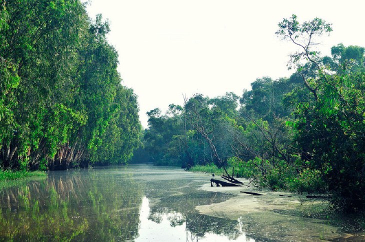 ភាពស្រស់ស្អាតនៃព្រៃស្មាច់ Tra Su នៅខេត្ត An Giang  - ảnh 1